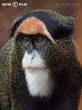 kočkodan Brazzův (Cercopithecus neglectus)