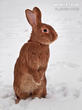 králík burgundský (bu) (Oryctolagus cuniculus f. domesticus)