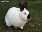 králík kalifornský (kal) (Oryctolagus cuniculus f. domesticus)