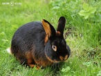 králík tříslový černý (Oryctolagus cuniculus f. domesticus)