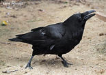krkavec velký (Corvus corax)