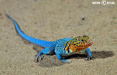 leguánovec obojkový (Crotaphytus collaris)