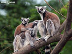 lemur kata (Lemur catta)