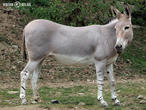 osel somálský (Equus africanus somaliensis)