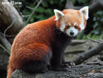 panda červená (Ailurus fulgens)