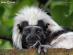tamarín pinčí (Saguinus oedipus)