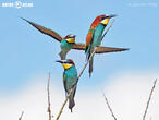vlha pestrá (Merops apiaster)