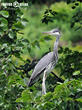 volavka popelavá (Ardea cinerea)