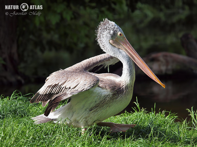 pelikán kadeřavý (Pelecanus crispus)