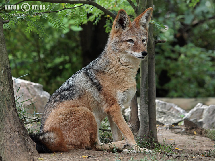 šakal čabrakový (Canis mesomelas)