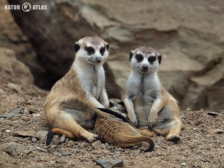surikata (Suricata suricatta)