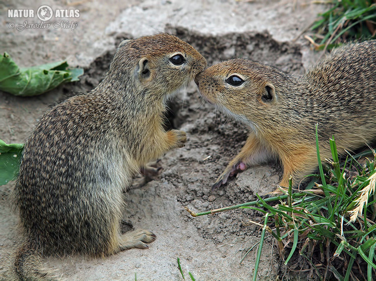 sysel obecný (Spermophilus citellus)