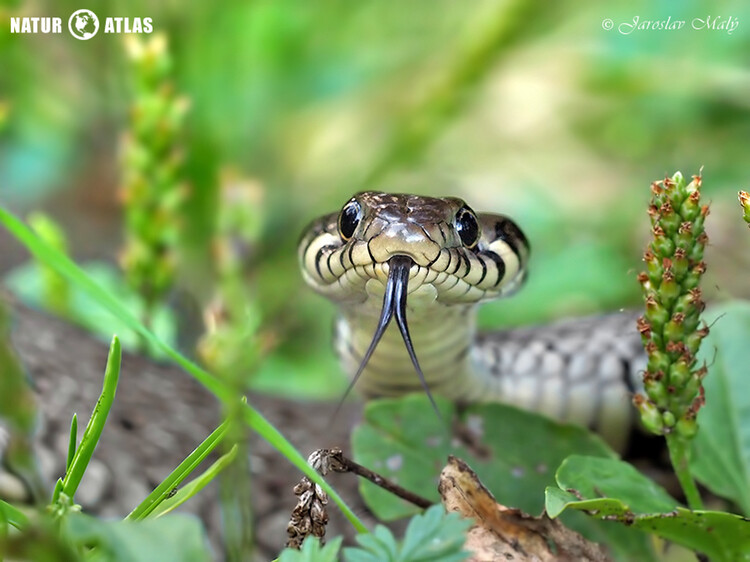 užovka obojková (Natrix natrix)