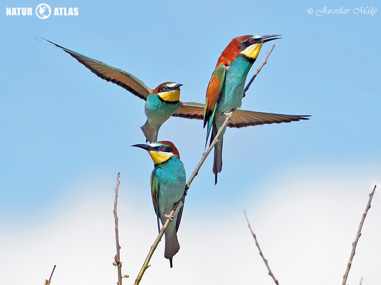 vlha pestrá (Merops apiaster)