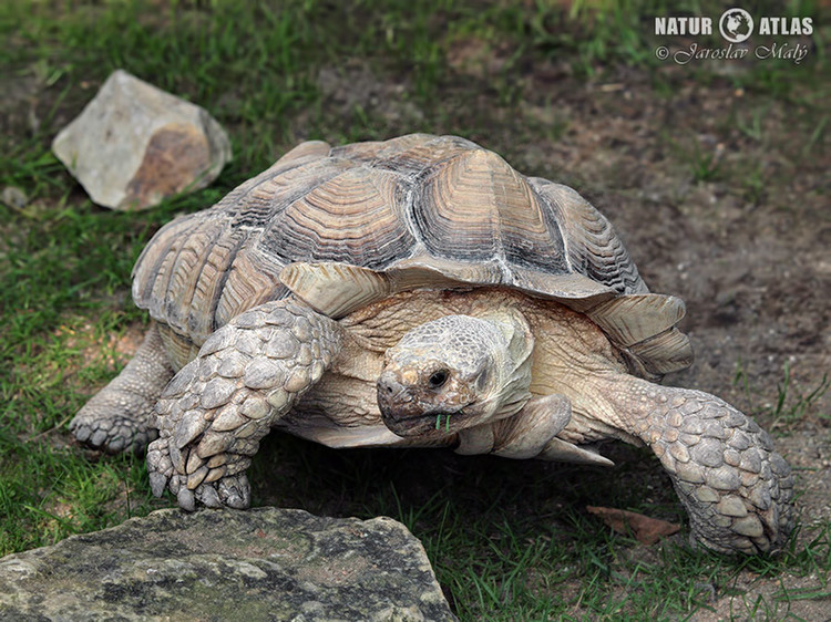 želva ostruhatá (Geochelone sulcata)