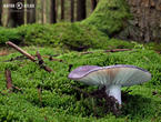 holubinka namodralá (Russula cyanoxantha)