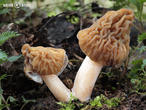 kačenka česká (Verpa bohemica)