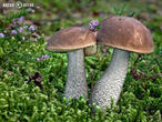 kozák březový (Leccinum scabrum)