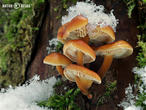 penízovka sametonohá (Flammulina velutipes)
