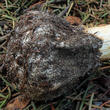 battarovka pochvatá (Battarrea phalloides)
