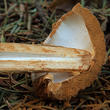 battarovka pochvatá (Battarrea phalloides)