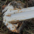 battarovka pochvatá (Battarrea phalloides)