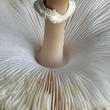 bedla dívčí (Leucoagaricus nympharum)