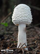 bedla dívčí (Leucoagaricus nympharum)