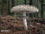 bedla šedohnědá (Chlorophyllum olivieri)