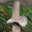 bedla vyniklá (Macrolepiota prominens)
