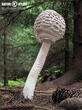 bedla vysoká (Macrolepiota procera)