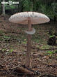 bedla vysoká (Macrolepiota procera)