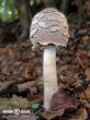 bedla vysoká (Macrolepiota procera)