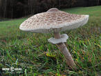 bedla vysoká (Macrolepiota procera)