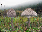 bedla vysoká (Macrolepiota procera)