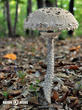 bedla vysoká (Macrolepiota procera)