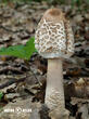 bedla vysoká (Macrolepiota procera)