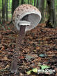 bedla vysoká (Macrolepiota procera)