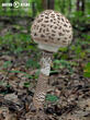 bedla vysoká (Macrolepiota procera)