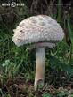 bedla zahradní (Chlorophyllum brunneum)