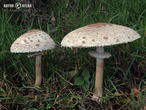 bedla zahradní (Chlorophyllum brunneum)