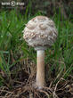 bedla zahradní (Chlorophyllum brunneum)
