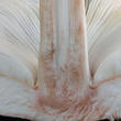 bedla zahradní (Chlorophyllum brunneum)