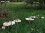 bedla zahradní (Chlorophyllum brunneum)
