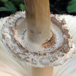 bedla zahradní (Chlorophyllum brunneum)
