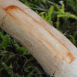 bedla zahradní (Chlorophyllum brunneum)