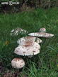 bedla zahradní (Chlorophyllum brunneum)