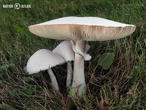 bedla zardělá (Leucoagaricus leucothites)