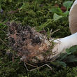 bedla zardělá (Leucoagaricus leucothites)