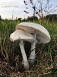 bedla zardělá (Leucoagaricus leucothites)
